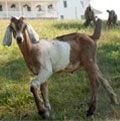 Goats at Walnut Creek Amish Flea Market in Holmes County near Sugarcreek,Ohio in Amish Country